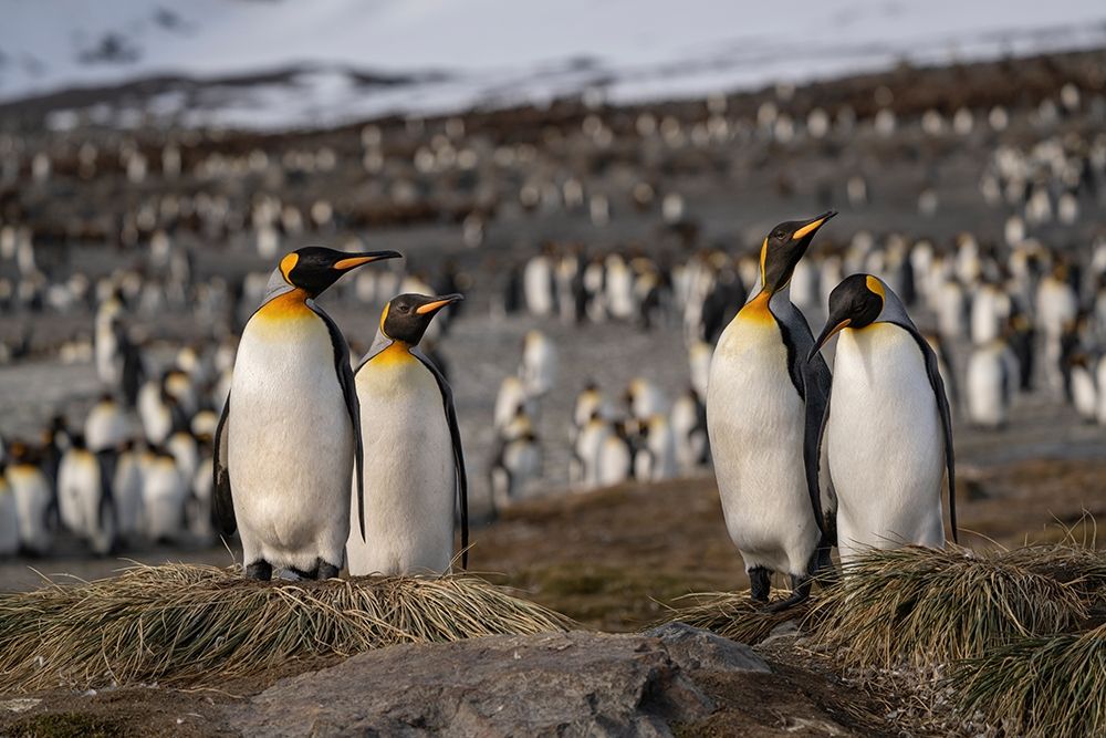 Antarctica-South Georgia Island-St Andrews Bay King penguins at their nests  art print by Jaynes Gallery for $57.95 CAD